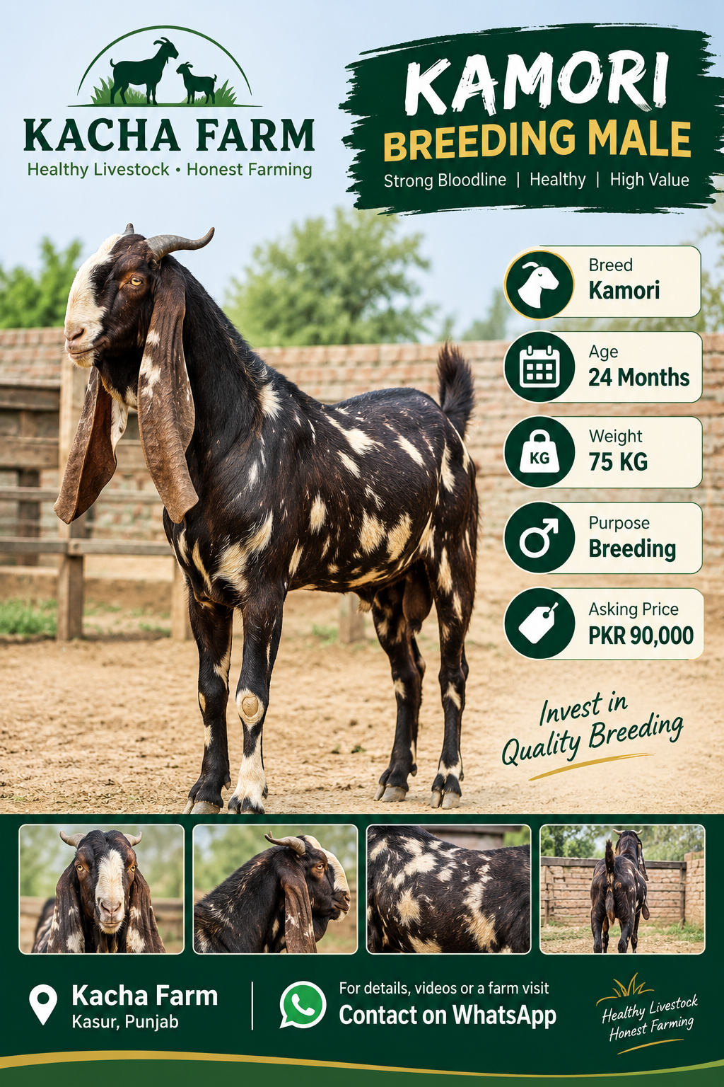Kamori breeding male at Kacha Farm